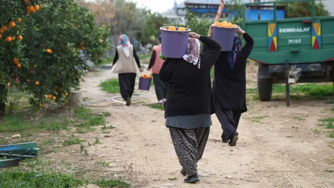 Adanalı Kadınlardan Turunç Mucizesi: Dalında Kalınca Servete Dönüştürdüler! 4